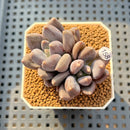 Pachyphytum 'Black Swan' 1"-2" Succulent Plant Cutting