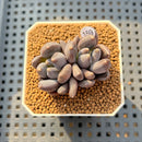 Pachyphytum 'Black Swan' 1"-2" Succulent Plant Cutting