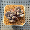 Pachyphytum 'Black Swan' 1"-2" Succulent Plant Cutting