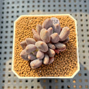 Pachyphytum 'Black Swan' 1"-2" Succulent Plant Cutting