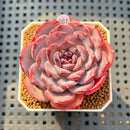 Echeveria 'Cold Brew' 2" Succulent Plant Cutting