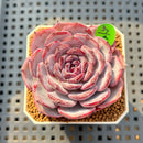 Echeveria 'Cold Brew' 2" Succulent Plant Cutting