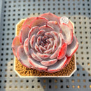 Echeveria 'Cold Brew' 2" Succulent Plant Cutting