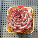 Echeveria 'Cold Brew' 2" Succulent Plant Cutting