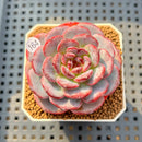 Echeveria 'Cold Brew' 2" Succulent Plant Cutting