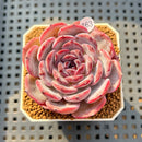 Echeveria 'Cold Brew' 2" Succulent Plant Cutting