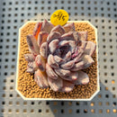 Echeveria 'Black Orchid' 1"-2" Succulent Plant Cutting