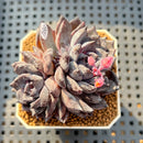 Echeveria 'Black Pearl' 2" Succulent Plant Cutting
