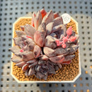 Echeveria 'Black Pearl' 2" Succulent Plant Cutting