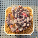 Echeveria 'Black Pearl' 2" Succulent Plant Cutting