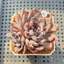 Echeveria 'Black Pearl' 2" Succulent Plant Cutting
