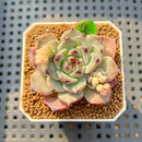 Echeveria 'Harvest' 2" Succulent Plant Cutting