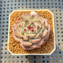 Echeveria 'Harvest' 2" Succulent Plant Cutting