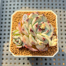 Echeveria 'Harvest' 2" Succulent Plant Cutting