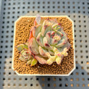 Echeveria 'Harvest' 2" Succulent Plant Cutting