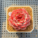 Echeveria 'Cherry Blossom' 1"-2" Succulent Plant Cutting