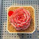 Echeveria 'Cherry Blossom' 1"-2" Succulent Plant Cutting