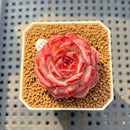 Echeveria 'Cherry Blossom' 1"-2" Succulent Plant Cutting