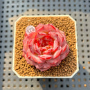 Echeveria 'Cherry Blossom' 1"-2" Succulent Plant Cutting