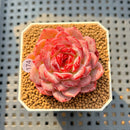 Echeveria 'Cherry Blossom' 1"-2" Succulent Plant Cutting
