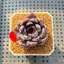 Echeveria Zaragoza x 'Black Rose' Hybrid 2" Succulent Plant Cutting