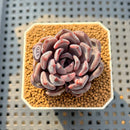 Echeveria Zaragoza x 'Black Rose' Hybrid 2" Succulent Plant Cutting