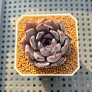 Echeveria Zaragoza x 'Black Rose' Hybrid 2" Succulent Plant Cutting