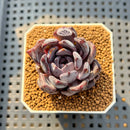 Echeveria Zaragoza x 'Black Rose' Hybrid 2" Succulent Plant Cutting
