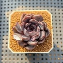 Echeveria Zaragoza x 'Black Rose' Hybrid 2" Succulent Plant Cutting