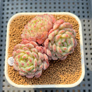 Echeveria 'White Farm' 2" Succulent Plant Cutting