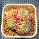 Echeveria 'White Farm' 2" Succulent Plant Cutting