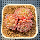 Echeveria 'White Farm' 2" Succulent Plant Cutting