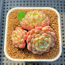 Echeveria 'White Farm' 2" Succulent Plant Cutting