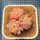 Echeveria 'White Farm' 2" Succulent Plant Cutting