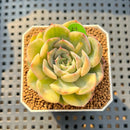 Echeveria 'Orion' Variegated  2" Succulent Plant Cutting