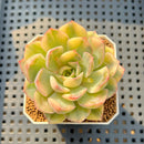 Echeveria 'Orion' Variegated  2" Succulent Plant Cutting