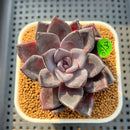 Echeveria 'Romanée-Conti' 2" New Hybrid Succulent Plant Cutting
