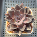 Echeveria 'Romanée-Conti' 2" New Hybrid Succulent Plant Cutting