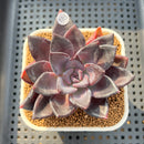 Echeveria 'Romanée-Conti' 2" New Hybrid Succulent Plant Cutting