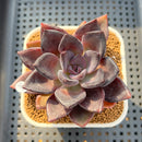 Echeveria 'Romanée-Conti' 2" New Hybrid Succulent Plant Cutting