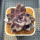 Echeveria 'Romanée-Conti' 2" New Hybrid Succulent Plant Cutting