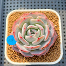Echeveria 'Horizon' 2" Succulent Plant Cutting