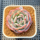 Echeveria 'Horizon' 2" Succulent Plant Cutting