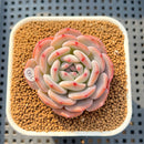 Echeveria 'Horizon' 2" Succulent Plant Cutting