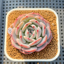 Echeveria 'Horizon' 2" Succulent Plant Cutting