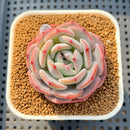 Echeveria 'Horizon' 2" Succulent Plant Cutting
