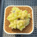 Sedum Hintonii 2" Succulent Plant Cutting