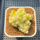 Sedum Hintonii 2" Succulent Plant Cutting