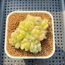 Sedum Hintonii 2" Succulent Plant Cutting