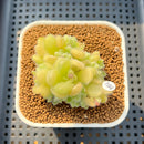 Sedum Hintonii 2" Succulent Plant Cutting
